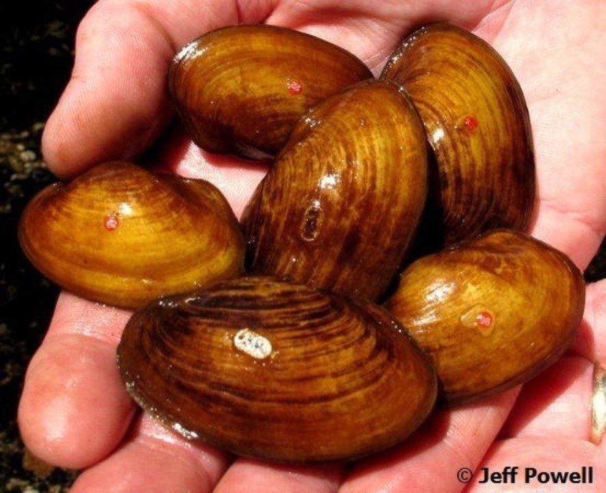freshwater mussels in alabama