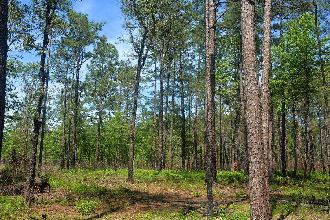 longleaf pine forest ecosystem