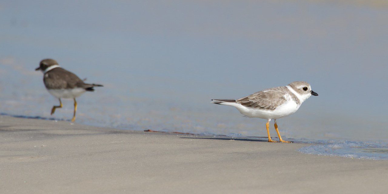 piping plover