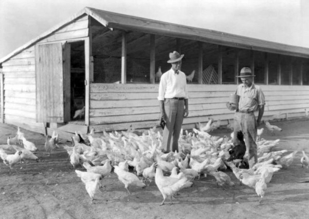 poultry industry in alabama