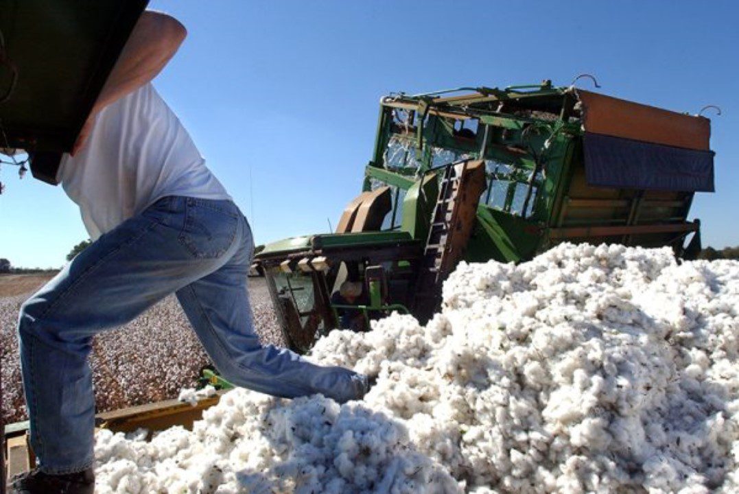 modern cotton production in alabama