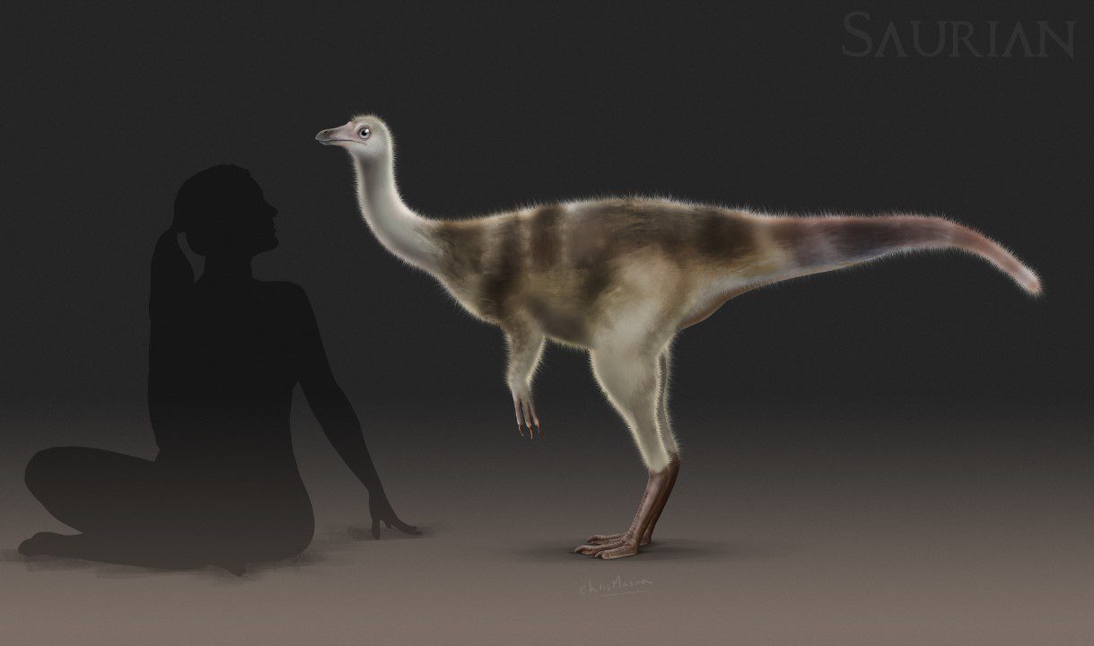 ornithomimids