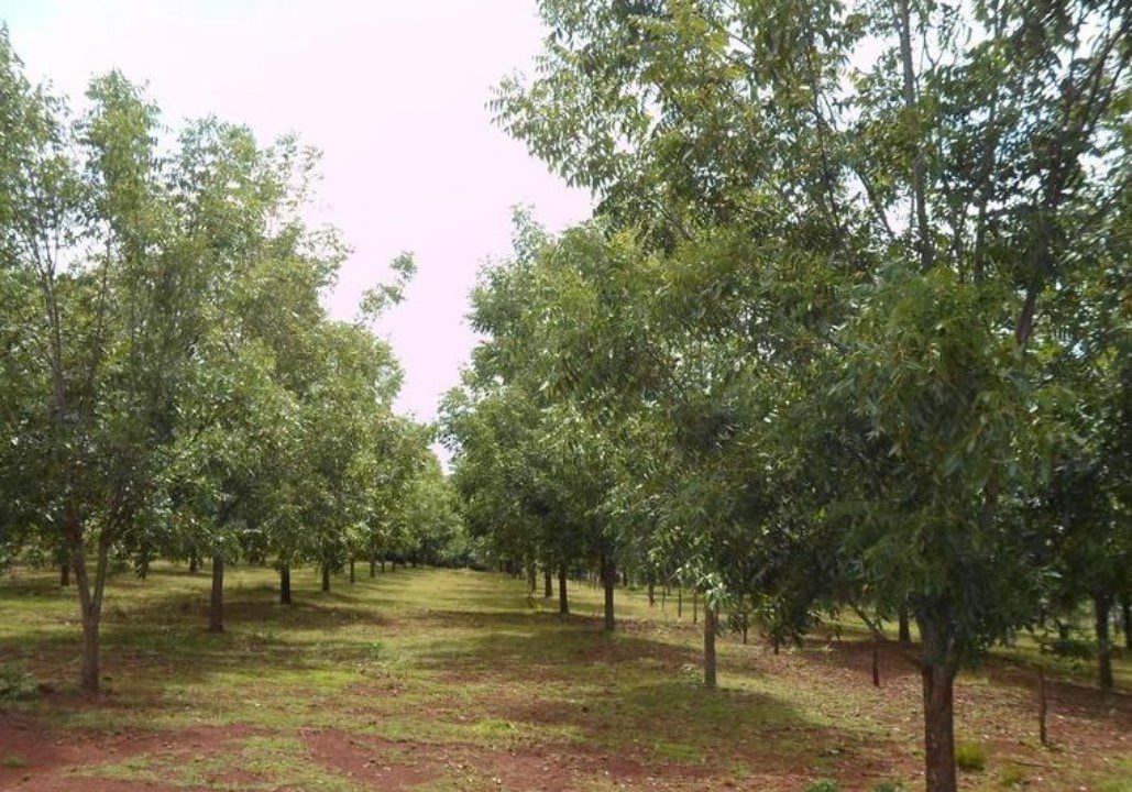 pecan production in alabama
