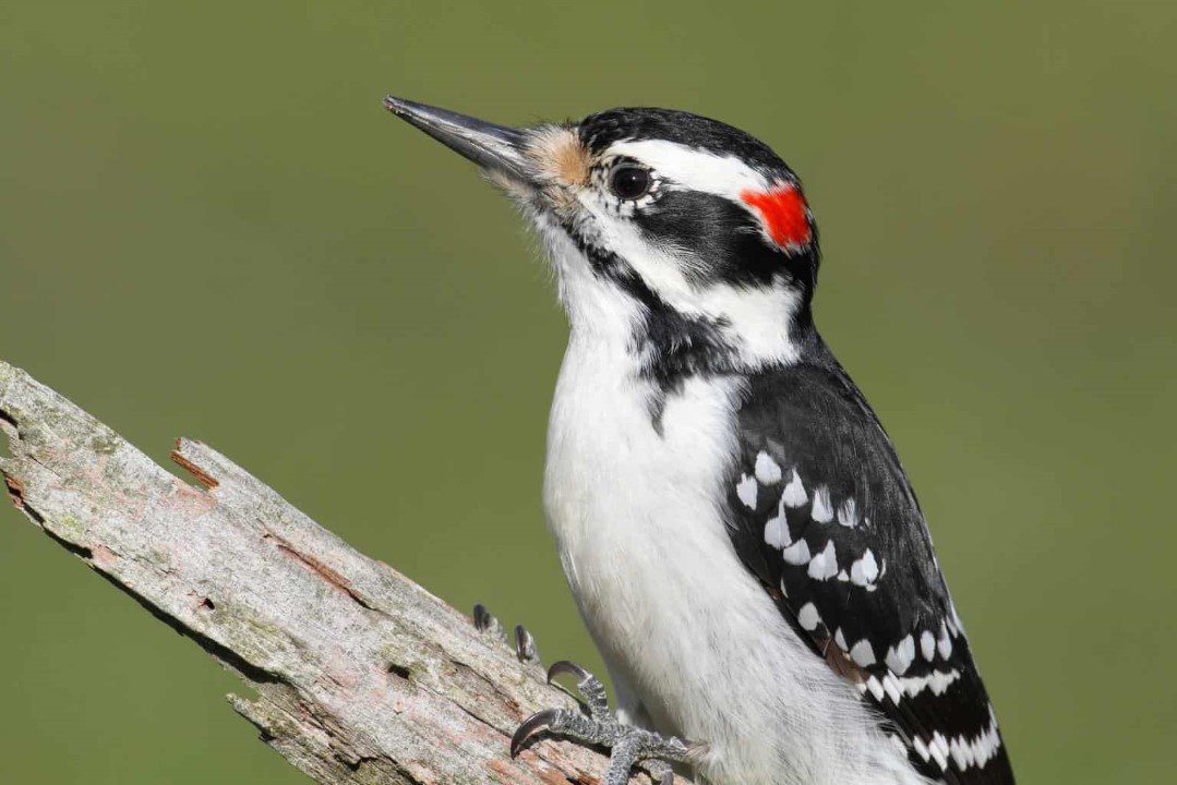 woodpeckers of alabama