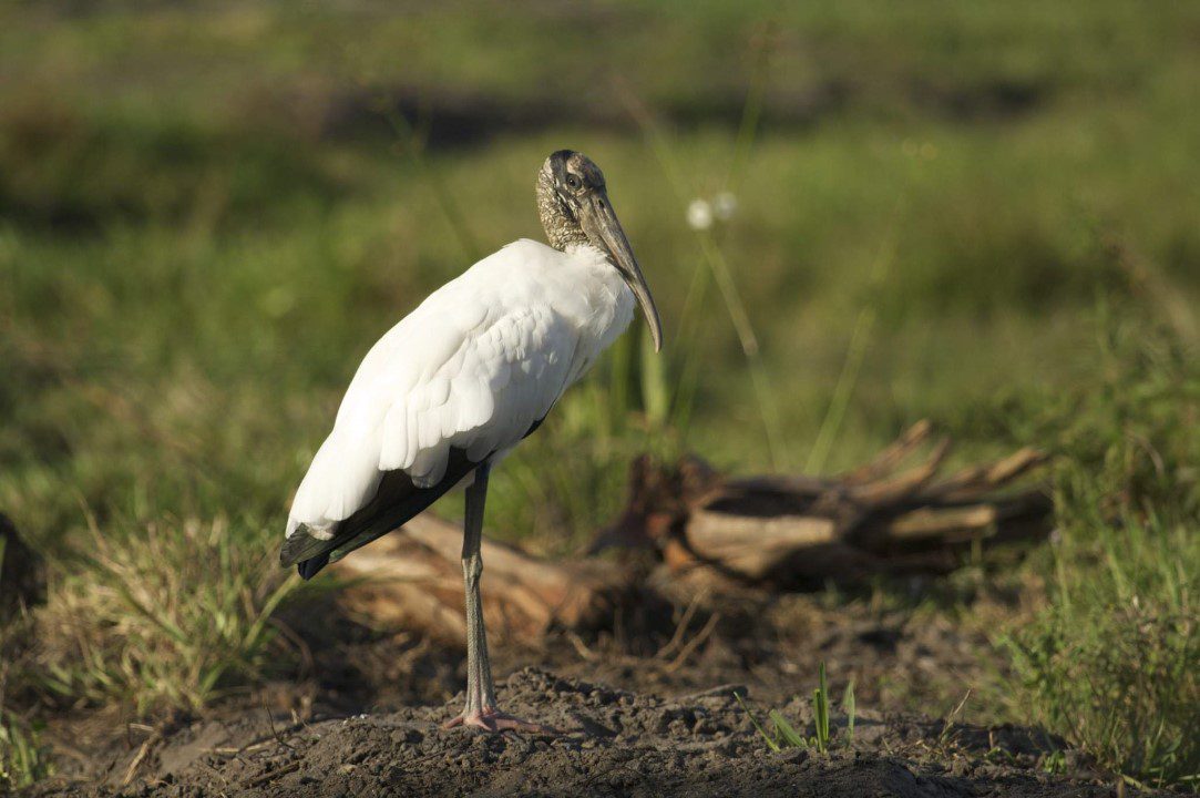wood storks face extinction