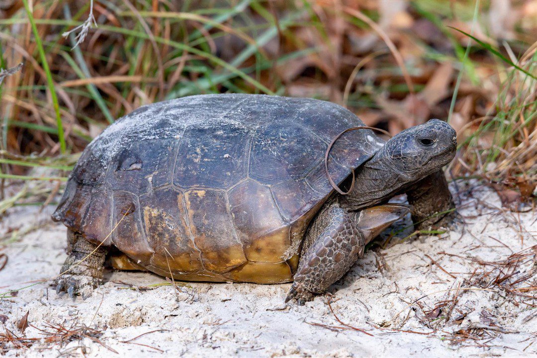 gopher tortoises under threat