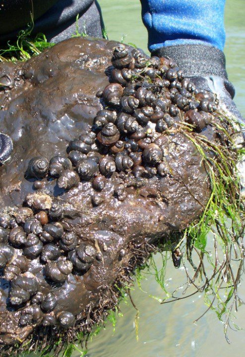 tulotoma snail rebounds against odds