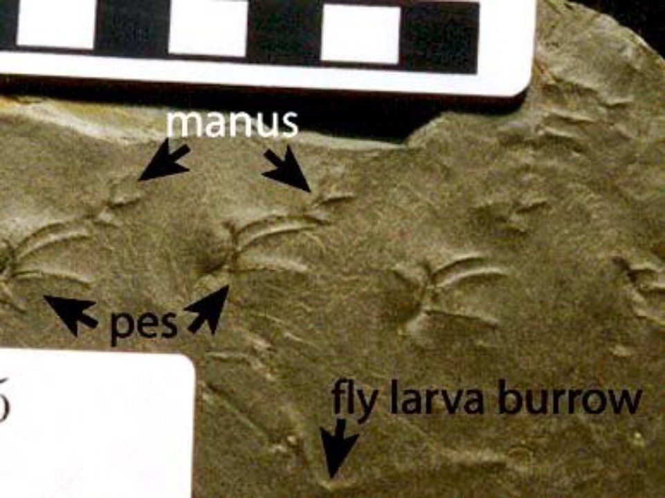 Paleozoic Footprints at the Stephen C Minkin Site