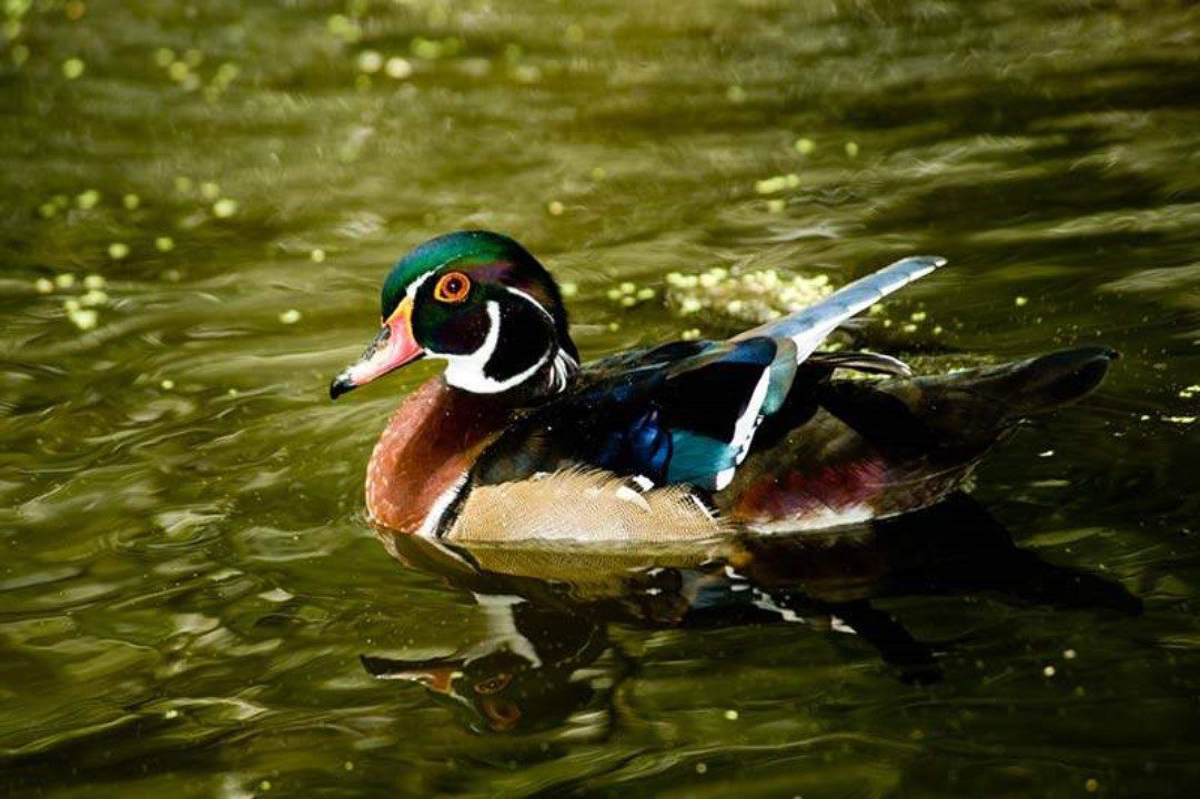 preserving wetlands protects wood ducks