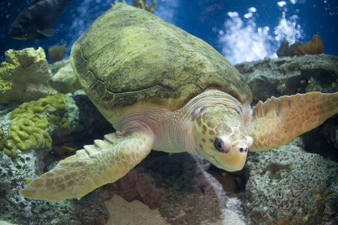 endangered loggerhead sea turtles