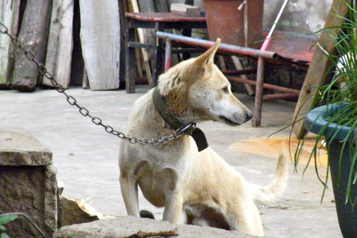 Alabama Dog Chaining Statutes
