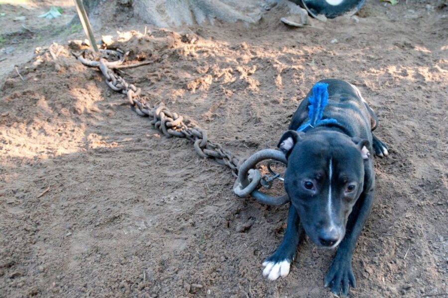 Alabama Dog Chaining Statutes (2)