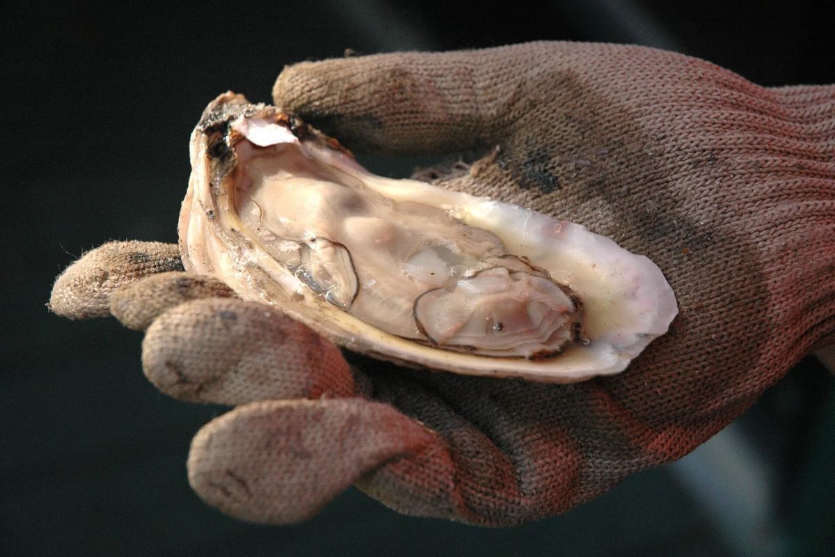 Fort Oyster Fest Returns for Second Year Celebrating Shellfish